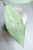 Hoya Emperor Silver (aff Clemensiorum)