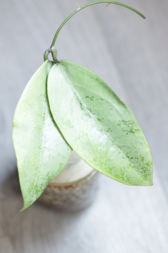 Hoya Emperor Silver (aff Clemensiorum)