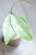 Hoya Emperor Silver (aff Clemensiorum)