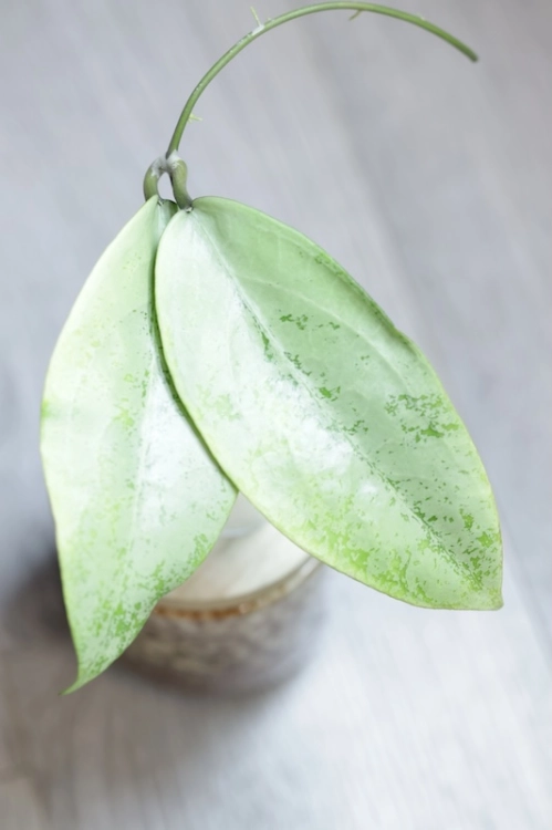 Hoya Emperor Silver (aff Clemensiorum)