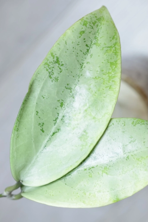 Hoya Emperor Silver (aff Clemensiorum)