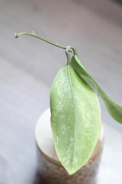 Hoya Emperor Silver (aff Clemensiorum)