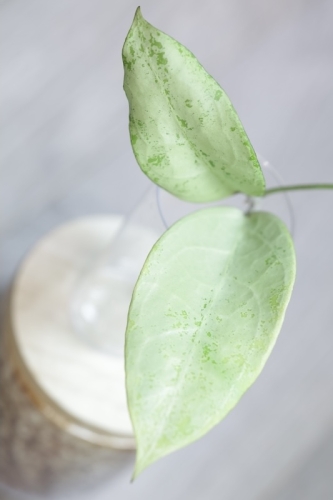 Hoya Emperor Silver (aff Clemensiorum)