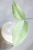 Hoya Emperor Silver (aff Clemensiorum)