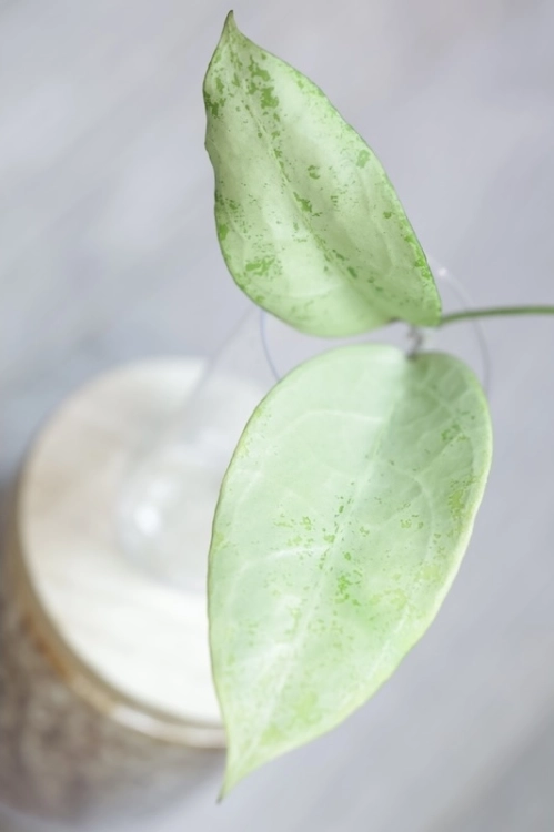 Hoya Emperor Silver (aff Clemensiorum)