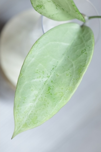 Hoya Emperor Silver (aff Clemensiorum)