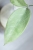 Hoya Emperor Silver (aff Clemensiorum)