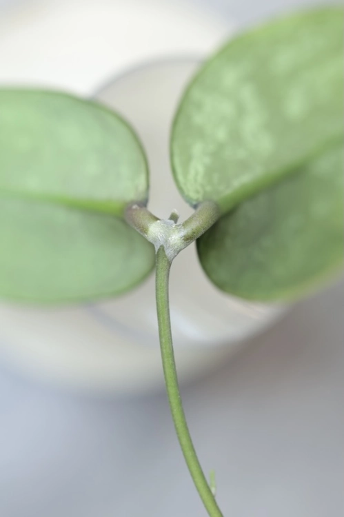 Hoya Emperor Silver (aff Clemensiorum)