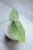 Hoya Emperor Silver (aff Clemensiorum)