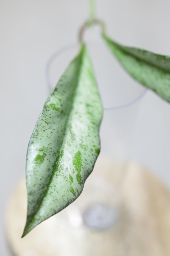 Hoya Argentella Luna (H. Kentiana X H. Lamingtoniae)