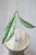 Hoya Argentella Luna (H. Kentiana X H. Lamingtoniae)