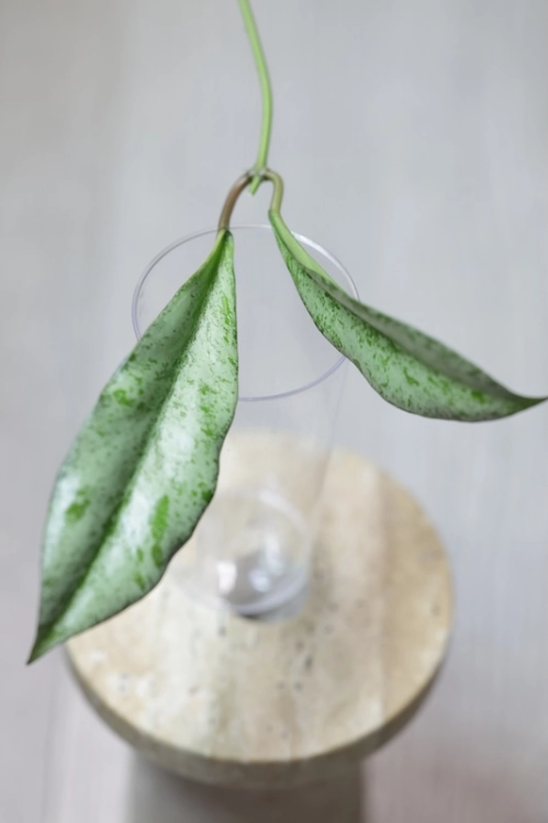 Hoya Argentella Luna (H. Kentiana X H. Lamingtoniae)