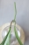 Hoya Argentella Luna (H. Kentiana X H. Lamingtoniae)