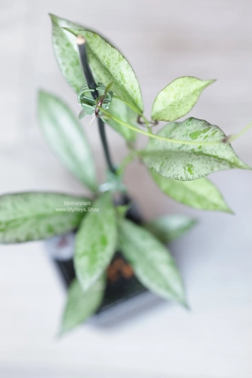 Hoya Argentella Luna (H. Kentiana X H. Lamingtoniae)