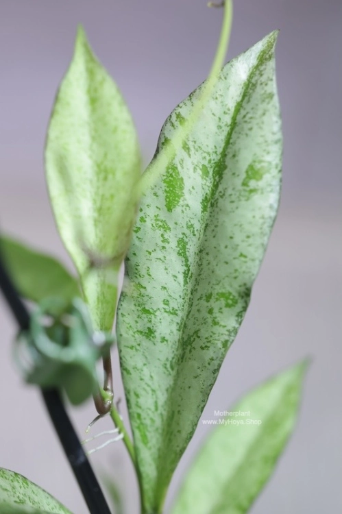 Hoya Argentella Luna (H. Kentiana X H. Lamingtoniae)