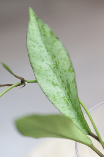 Hoya Argentella Luna (H. Kentiana X H. Lamingtoniae)