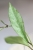 Hoya Argentella Luna (H. Kentiana X H. Lamingtoniae)