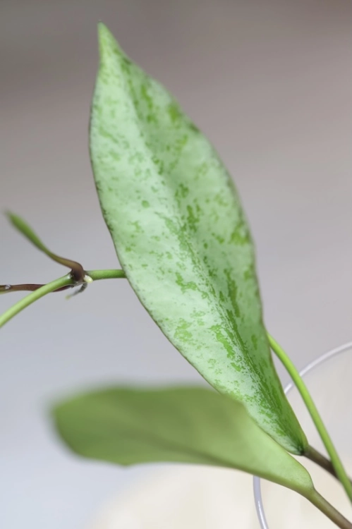 Hoya Argentella Luna (H. Kentiana X H. Lamingtoniae)