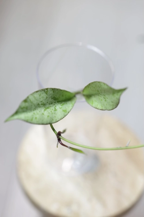 Hoya Argentella Luna (H. Kentiana X H. Lamingtoniae)