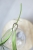 Hoya Argentella Luna (H. Kentiana X H. Lamingtoniae)
