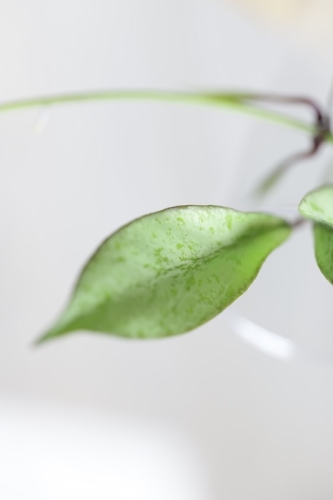 Hoya Argentella Luna (H. Kentiana X H. Lamingtoniae)