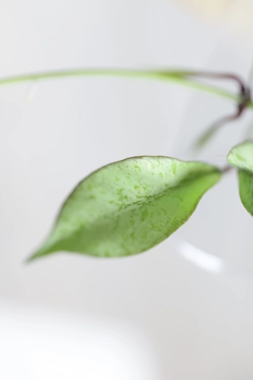 Hoya Argentella Luna (H. Kentiana X H. Lamingtoniae)