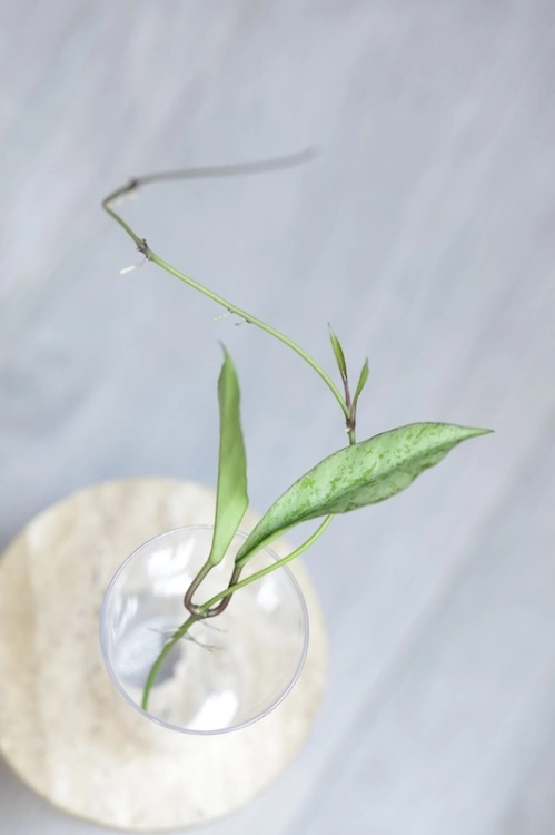 Hoya Argentella Luna (H. Kentiana X H. Lamingtoniae)