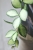 Hoya aff. incurvula Lime Whisper