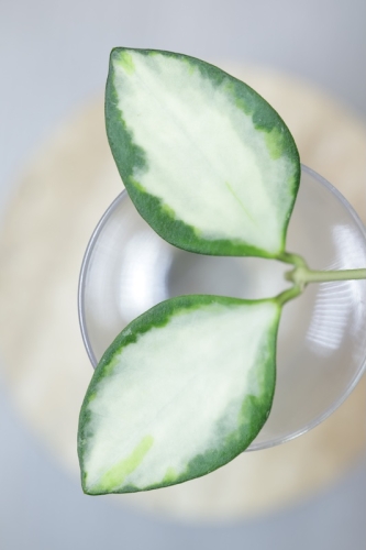 Hoya aff. incurvula Lime Whisper