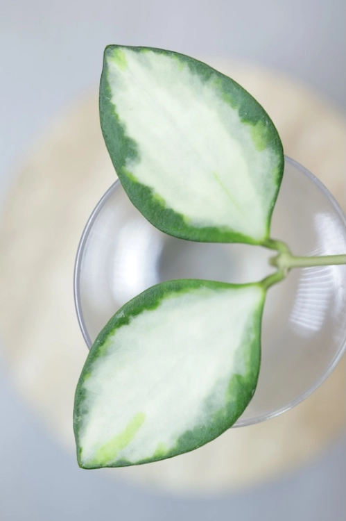 Hoya aff. incurvula Lime Whisper