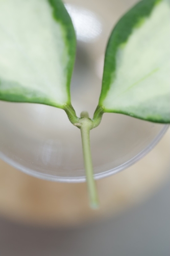 Hoya aff. incurvula Lime Whisper