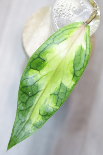 Hoya sp. Aceh ‘Ladia Galaska’