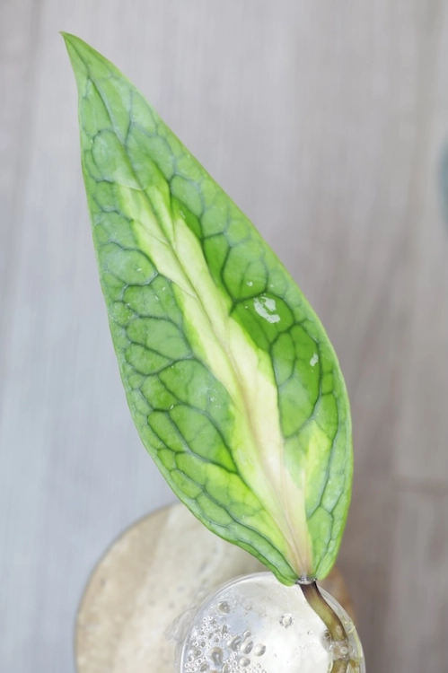 Hoya sp. Aceh ‘Ladia Galaska’