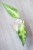 Hoya sp. Aceh ‘Ladia Galaska’