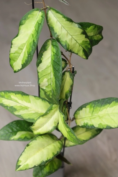 Hoya sp. Aceh ‘Ladia Galaska’