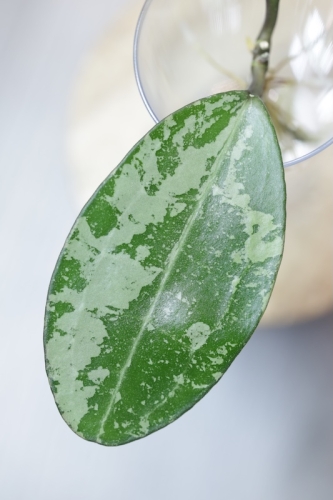 Hoya Elliptica Siver