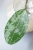 Hoya Elliptica Siver