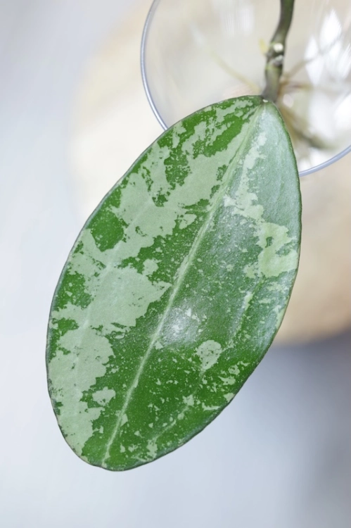 Hoya Elliptica Siver