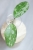 Hoya Elliptica Siver