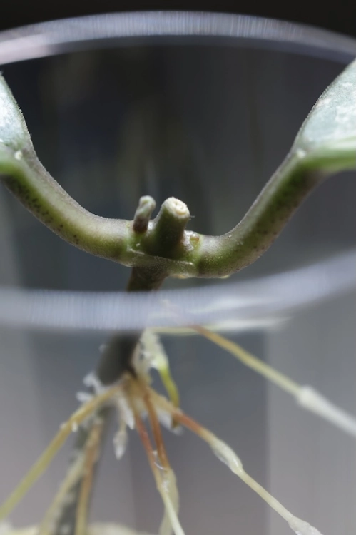 Hoya Elliptica Siver