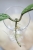 Hoya Elliptica Siver