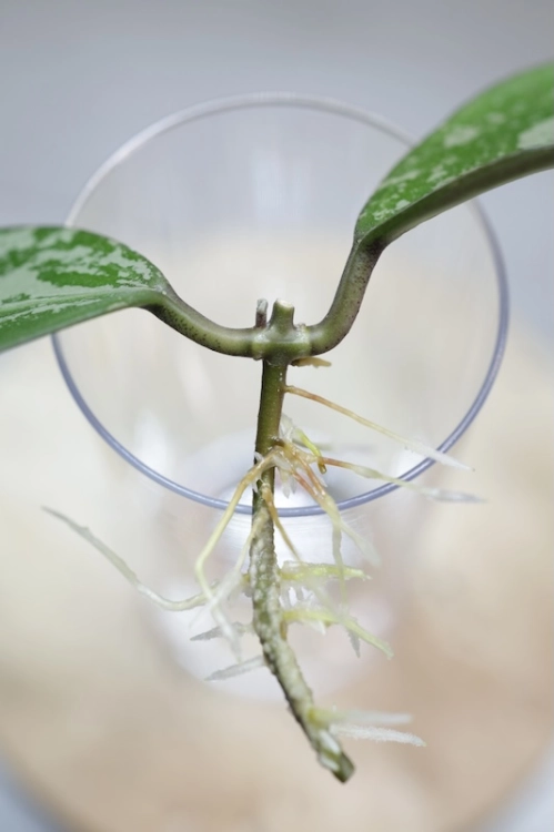 Hoya Elliptica Siver