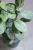 Hoya Elliptica Siver