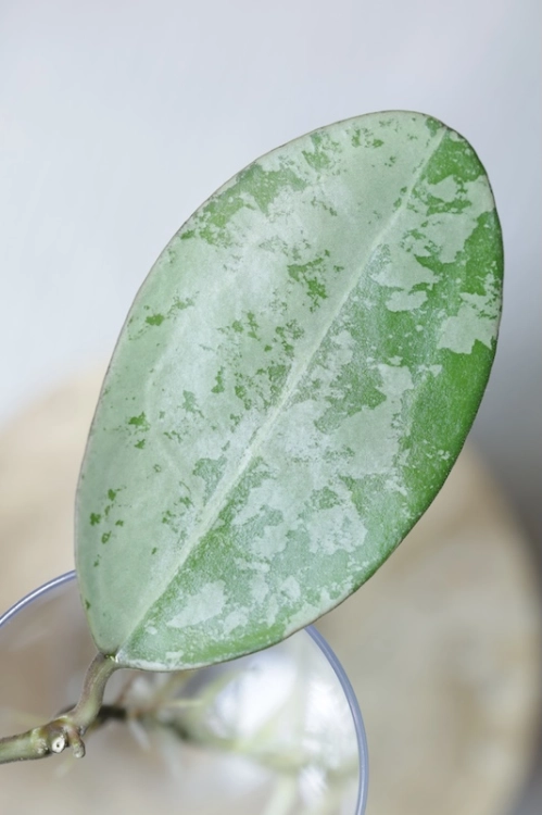 Hoya Elliptica Siver