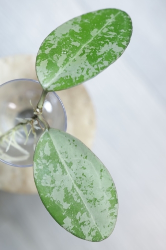 Hoya Elliptica Siver