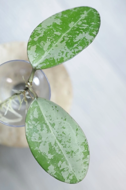 Hoya Elliptica Siver