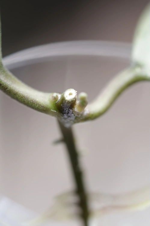 Hoya Elliptica Siver