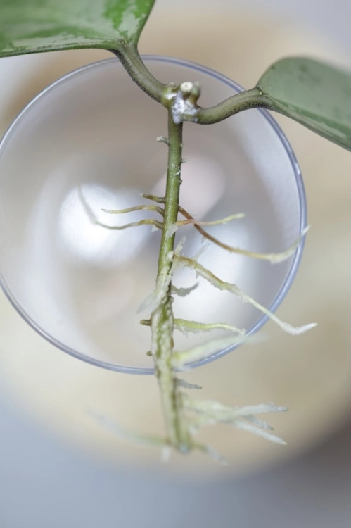 Hoya Elliptica Siver