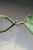Hoya Elliptica Siver