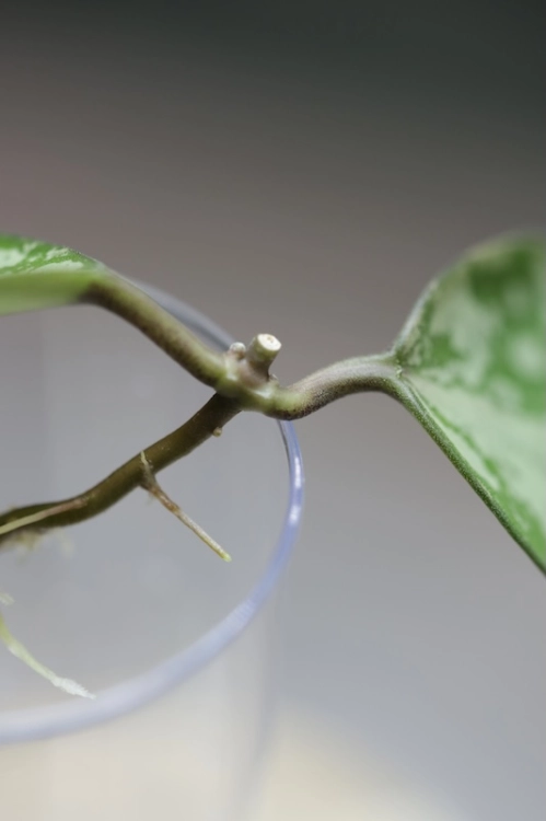 Hoya Elliptica Siver